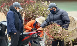 Người dân Thủ đô xuống phố 'săn' đào dăm, đào cành ngày Rằm tháng Chạp