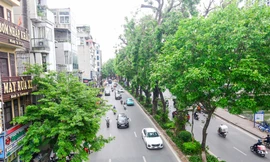 Hình ảnh hàng cây xà cừ hàng trăm tuổi tạo bóng mát trên đường Láng