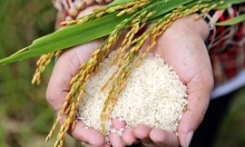 Ấn Độ ‘mở kho’ bán hàng, giá gạo Thái lao dốc, hàng Việt vững top đầu thế giới