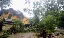 Hàng loạt cây 'trăm tuổi' trên những con đường đẹp nhất Thủ đô bật gốc do bão số 3 gây tiếc nuối