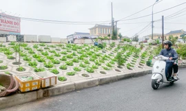 Trên đê Nguyễn Khoái, chỗ trồng rau phủ xanh, chỗ ngập rác ô nhiễm