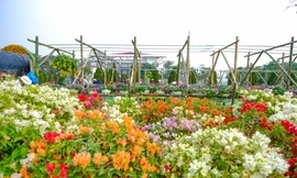 Ngàn hoa Xuân khoe sắc tại lễ hội hoa lớn nhất miền Bắc