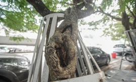 Hà Nội sẽ tháo bỏ ‘gông’ sắt làm tổn thương hàng cây sưa đỏ trị giá bạc tỷ