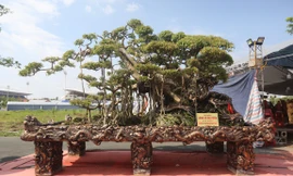 Chiêm ngưỡng những gốc sanh cổ, dáng lạ có giá chục tỷ đồng ở Hà Nội