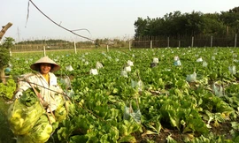 Bác Đinh Thị Hoa bên ruộng rau để thối vì giá rẻ như bèo. Ảnh: Đỗ Hợp