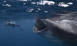 Cá mập khổng lồ suýt nuốt chửng thợ lặn