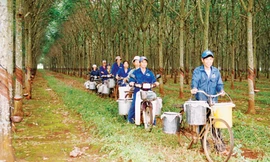 Rừng cao su của Binh đoàn 15. Ảnh minh họa