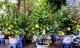 Theo người bán hàng, những cây phật thủ mini này có nguồn gốc từ Đắc Sở (Hoài Đức, Hà Nội).