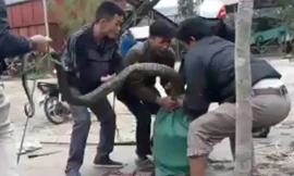 Xem người dân dùng tay bắt rắn hổ mang chúa “khủng“