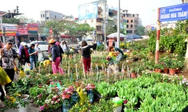 Những ngày giáp Tết, chợ hoa Hoàng Hoa Thám tấp nập người mua sắm.