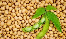 Thực hư chuyện bệnh nhân ung thư nên kiêng ăn đậu nành