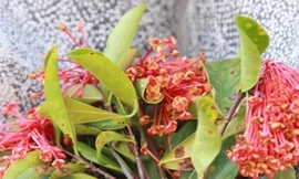 Đặt hoa rừng viếng Tướng Giáp ở Điện Biên