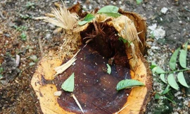 Sưa đỏ tiền tỷ giữa Hà Nội bị cưa đổ trong đêm mưa