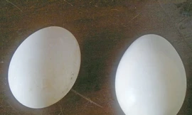 Trứng vịt bất thường