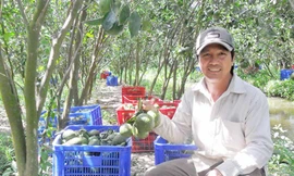 Nông dân trồng cam trúng tiền tỷ