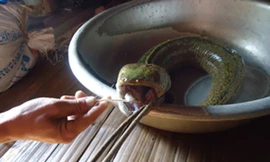 Cá lạ 'đầu rắn, lưỡi lợn'