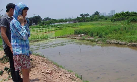 Bé gái 5 tuổi suýt bị dìm chết dưới ruộng rau