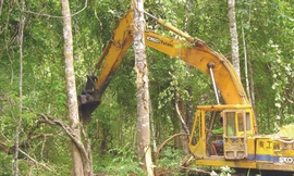 Khai hoang đất rừng nghèo trồng cao su ở Gia Lai