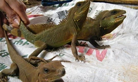 Kỳ tôm bị sập bẫy