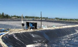 Mỗi hécta ao nuôi tôm chân trắng hiện có giá trị đầu tư hạ tầng xấp xỉ 1 tỷ đồng. Ảnh: Ngọc Văn