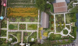 Cánh đồng hoa như Đà Lạt níu chân du khách đến Sài Gòn