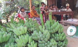 Được chuối, đuối ta-luy