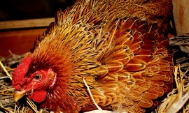 Con kiện bố vì làm vỡ 18 quả trứng gà