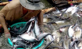Xuất khẩu lớn nhưng người nuôi cá tra chưa được hưởng lợi nhiều Ảnh: Duy Khương