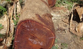 Hai cây cổ thụ bị hạ “sát nách” kiểm lâm