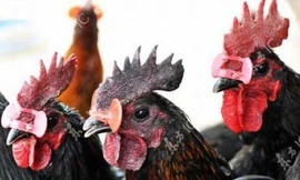 Trang bị kính mắt cho… gà