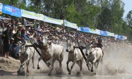 Tưng bừng hội đua bò Bảy Núi