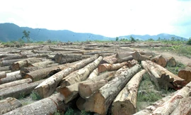 Phá rừng làm thủy điện, chây ỳ nộp phí