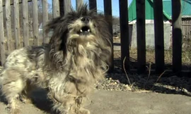 Chú chó nhỏ tấn công con gấu hung dữ cứu 2 trẻ em. Ảnh: RT