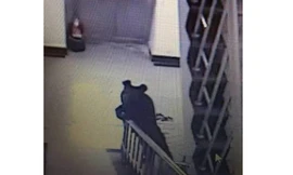 Con gấu xuất hiện bên trong trường học ở Trung Quốc