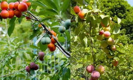 Cây ra 40 loại quả của nghệ nhân Sam Van Aken