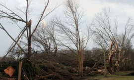 Cây đổ do lốc xoáy ở Mississippi
