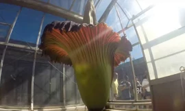 Bông hoa thối khổng lồ trong vườn thực vật Úc