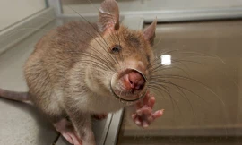 Những 'chiến binh' chuột dùng để rà phá bom mìn, thuốc nổ.