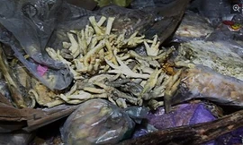 Chân gà thối bị thu giữ ở tỉnh Hồ Nam, Trung Quốc