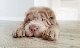 Chú cún Tonkey có mặt giống gấu cực đáng yêu