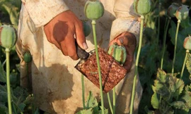 Một nông dân đang khai thác nhựa của cây thuốc phiện