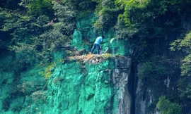 Kỳ nhân Dương Chí Cương sơn lại màu xanh cho vách núi