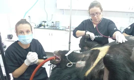 Cứu hộ 14 gấu bị nuôi nhốt lấy mật