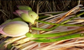 10 bài thuốc bổ thận, tráng dương