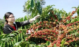 “Cuộc chiến” giành lại nhãn hiệu Cà Phê Buôn Ma Thuột mới chỉ bắt đầu