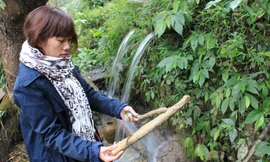 Dòng suối biến cây thành đá giá triệu đô