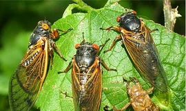 Thuốc từ ve sầu chữa trẻ khóc đêm