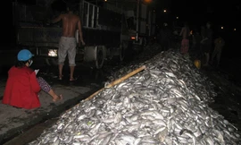 Vớt hàng đống cá chết để bán