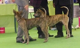 Chó Phú Quốc tìm lại chỗ đứng trên thế giới