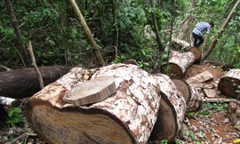 Hạ nghiến cổ thụ ở vùng lõi rừng vườn quốc gia Ba Bể